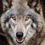 Vote wolf