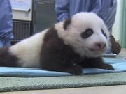 Cute Panda Taking First Steps