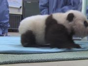 Cute Panda Taking First Steps