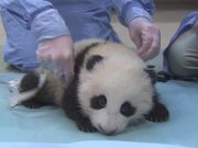 Cute Panda Taking First Steps