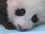 Cute Panda Taking First Steps