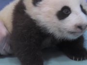 Cute Panda Taking First Steps
