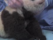 Cute Panda Taking First Steps