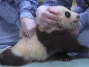 Cute Panda Taking First Steps