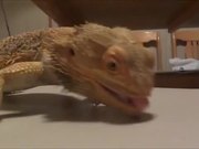 Bearded Dragon Vs Grape
