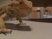 Bearded Dragon Vs Grape