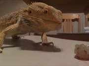 Bearded Dragon Vs Grape