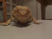 Bearded Dragon Vs Grape