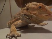 Bearded Dragon Vs Grape