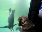 Dog Vs Penguin