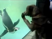 Dog Vs Penguin
