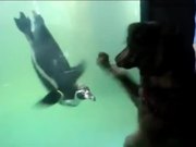 Dog Vs Penguin