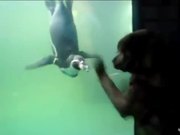Dog Vs Penguin