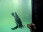Dog Vs Penguin