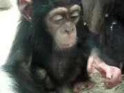 Monkey Licking Windows