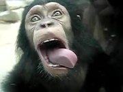 Monkey Licking Windows