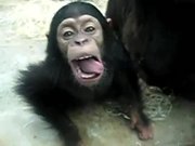 Monkey Licking Windows