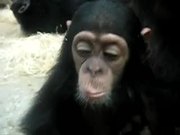 Monkey Licking Windows