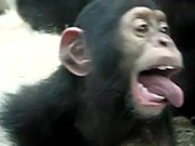 Monkey Licking Windows