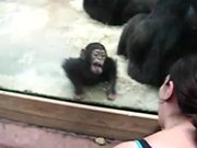 Monkey Licking Windows