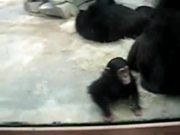 Monkey Licking Windows