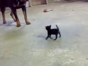 Kitten Vs Rottweiler