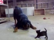 Kitten Vs Rottweiler