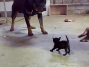 Kitten Vs Rottweiler