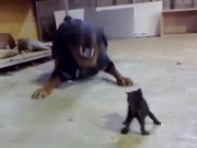 Kitten Vs Rottweiler