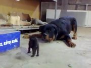 Kitten Vs Rottweiler