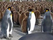Penguin Slap Fest