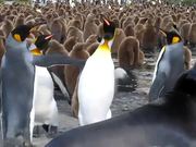 Penguin Slap Fest