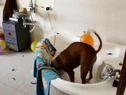 Dogs Birthday Present