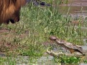Lion Vs Croc