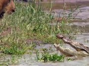 Lion Vs Croc