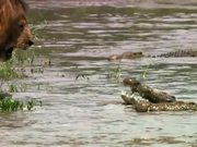 Lion Vs Croc