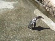 Penguin Vs Butterfly