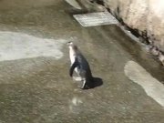 Penguin Vs Butterfly