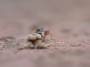 Spider Vs Ant