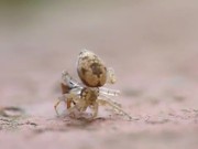 Spider Vs Ant