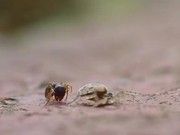 Spider Vs Ant