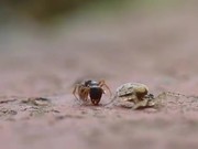 Spider Vs Ant