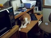 Card Catching Cat