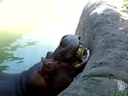 Hippo Vs Watermelon