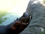 Hippo Vs Watermelon