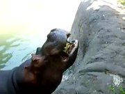 Hippo Vs Watermelon