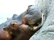Hippo Vs Watermelon