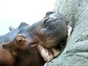 Hippo Vs Watermelon