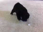 Puppy Vs Ice Cube