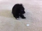 Puppy Vs Ice Cube